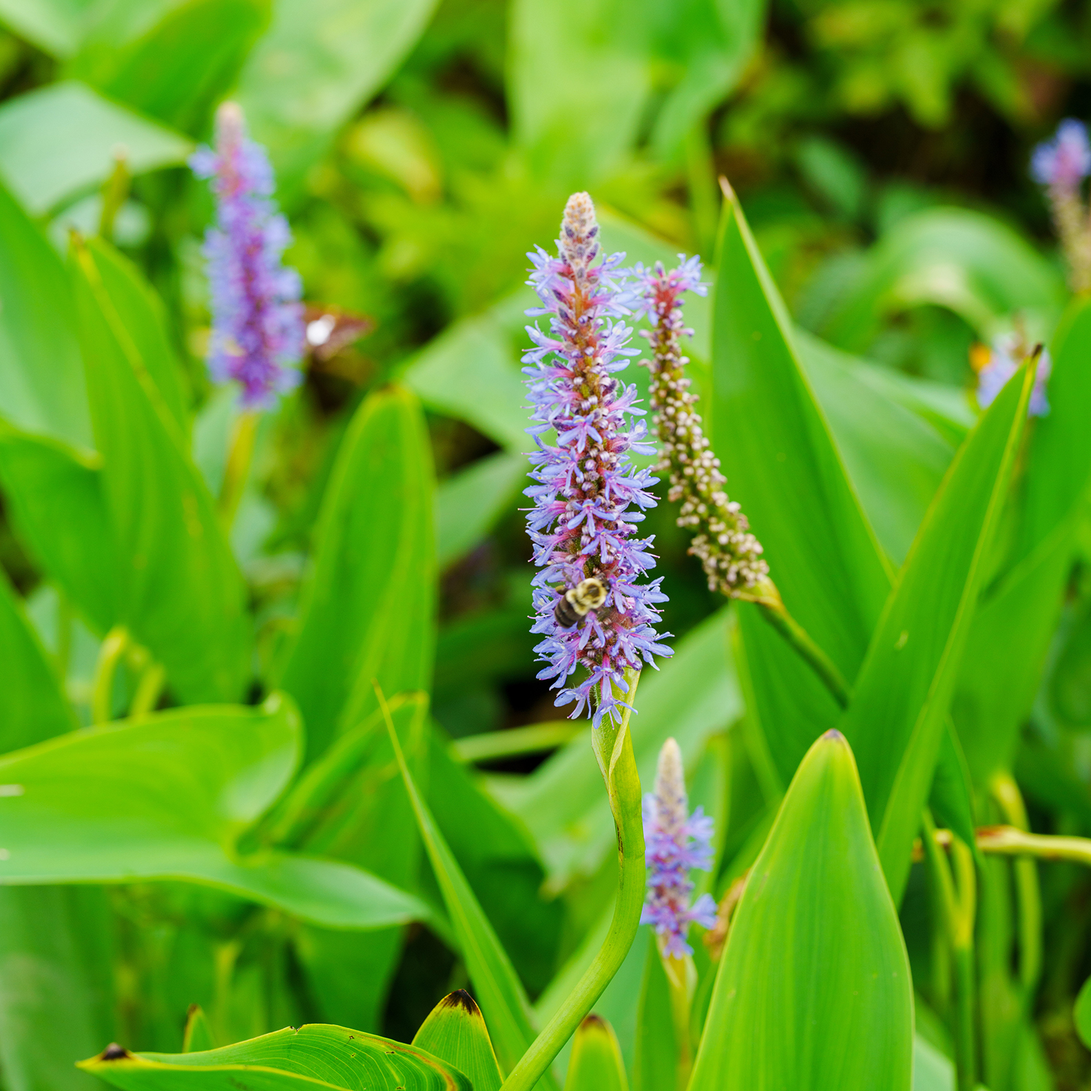 Lavendar Flower with Bee